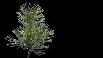 A branch of pine cones on a transparent background sways in the soft wind. Autumn landscape. Coniferous tree isolated. video