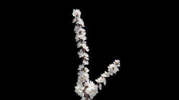 Blooming cherry branch with a transparent background of a spring cherry tree on a bright day video