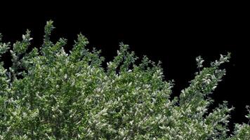 Branches with leaves on a transparent background. Large green leaves on large branches. Alpha channel. video