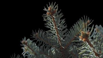 A branch of pine cones on a transparent background sways in the soft wind. Autumn landscape. Coniferous tree isolated. video