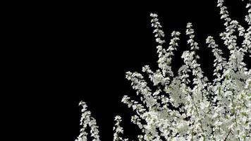 Blooming cherry branch with a transparent background of a spring cherry tree on a bright day video
