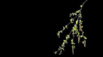 Young tree branch with sprouted green leaves with alpha channel spring landscape in sunny weather video