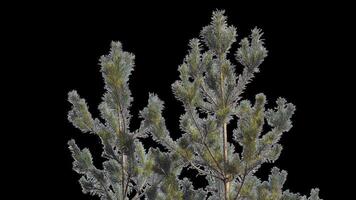 A branch of pine cones on a transparent background sways in the soft wind. Autumn landscape. Coniferous tree isolated. video