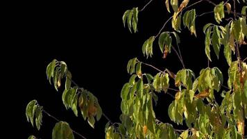 otoño arboles con amarillo hojas balanceo en el viento con transparente antecedentes video