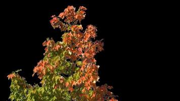 Autumn trees with yellow leaves swaying in the wind with transparent background video