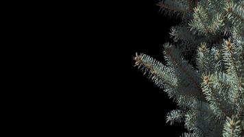 A branch of pine cones on a transparent background sways in the soft wind. Autumn landscape. Coniferous tree isolated. video