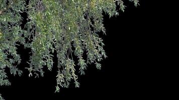 Jeune arbre branche avec germé vert feuilles avec alpha canal printemps paysage dans ensoleillé temps video