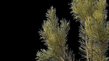 A branch of pine cones on a transparent background sways in the soft wind. Autumn landscape. Coniferous tree isolated. video