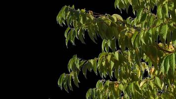l'automne des arbres avec Jaune feuilles balancement dans le vent avec transparent Contexte video