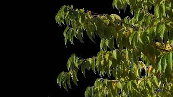 Autumn trees with yellow leaves swaying in the wind with transparent background video