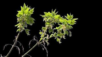 Young tree branch with sprouted green leaves with alpha channel spring landscape in sunny weather video