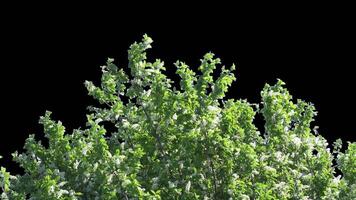 Branches with leaves on a transparent background. Large green leaves on large branches. Alpha channel. video