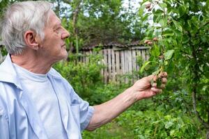 A senior man examining his pear tree, his attire of casual blue hinting at his ease within the green sanctuary he cultivates photo