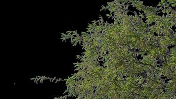Branches with leaves on a transparent background. Large green leaves on large branches. Alpha channel. video
