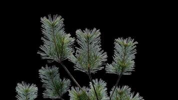 A branch of pine cones on a transparent background sways in the soft wind. Autumn landscape. Coniferous tree isolated. video