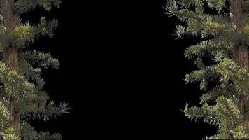 A branch of pine cones on a transparent background sways in the soft wind. Autumn landscape. Coniferous tree isolated. video