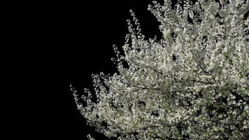 Blooming cherry branch with a transparent background of a spring cherry tree on a bright day video