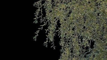 Branches with leaves on a transparent background. Large green leaves on large branches. Alpha channel. video