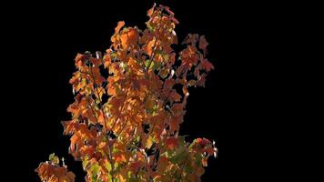 Herbst Bäume mit Gelb Blätter schwankend im das Wind mit transparent Hintergrund video