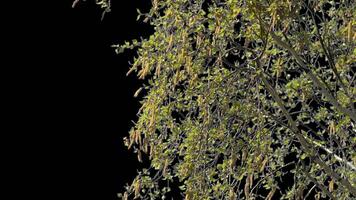 Young tree branch with sprouted green leaves with alpha channel spring landscape in sunny weather video
