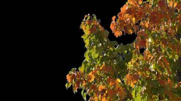 Autumn trees with yellow leaves swaying in the wind with transparent background video