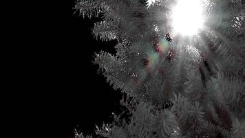 A branch of pine cones on a transparent background sways in the soft wind. Autumn landscape. Coniferous tree isolated. video
