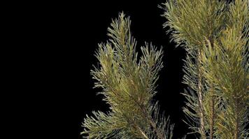 A branch of pine cones on a transparent background sways in the soft wind. Autumn landscape. Coniferous tree isolated. video