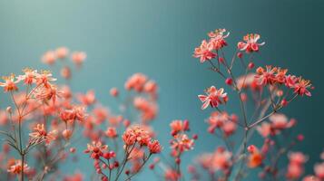Pink Flowers on Blue Background photo