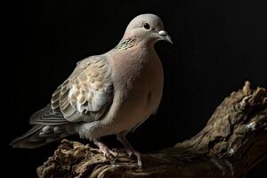 Dove standing in small root photo