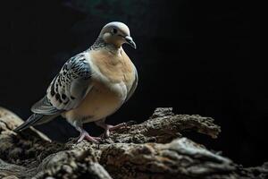 Dove standing in small root photo