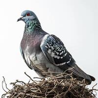 a Pigeon standing on nest, white copy space on right photo