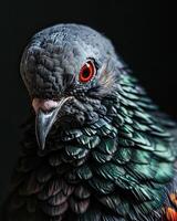 Mystic portrait of Columba Livia standing in small root in studio photo