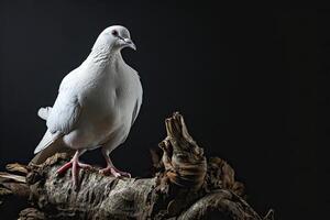 Dove standing in small root photo