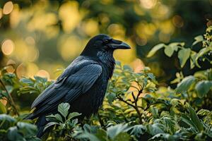 The Black Father Crow In Forrest photo