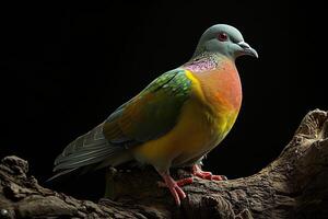 Mystic portrait of Pink-necked Green Pigeon in studio, photo