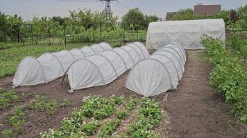 Agricultural greenhouse or tunnel with long rows of fresh green seedlings of early vegetables. video