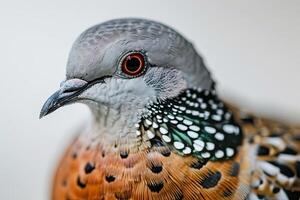 Spotted Dove Standing in studio photo