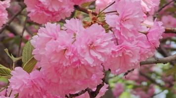 mooi sakura bloemen. achtergrond van roze bloemen Japans kers in de wind. video