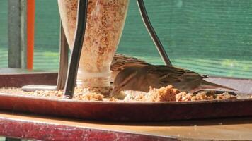 Sparrows eat grain from a homemade feeder. Wildlife videos.Sparrows eat grain from a homemade feeder. Wildlife videos. video