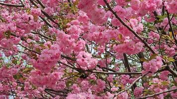 mooi sakura bloemen. achtergrond van roze bloemen Japans kers in de wind. video