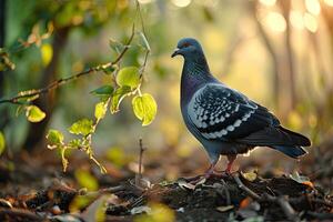 Dove standing in small root photo