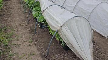 Agricultural greenhouse or tunnel with long rows of fresh green seedlings of early vegetables. video