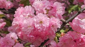 mooi sakura bloemen. achtergrond van roze bloemen Japans kers in de wind. video