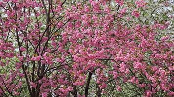 mooi sakura bloemen. achtergrond van roze bloemen Japans kers in de wind. video