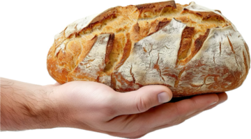 mano Tenere fresco rustico lievito pane. png