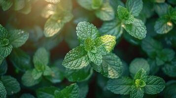 Cluster of Green Leaves on a Plant photo