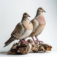 a Couple of Pigeon standing on small root in Studio photo