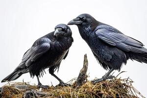 A Couple of Crows Standing in Studio photo