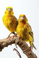 A Couple of Yellow Canary Standing in studio isolated on white photo