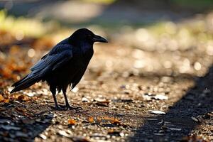 The Crows stay on the ground photo